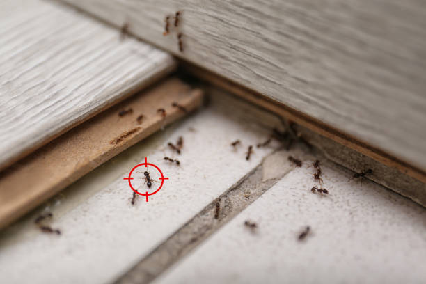 Best Insect Control  in Bruceton, TN