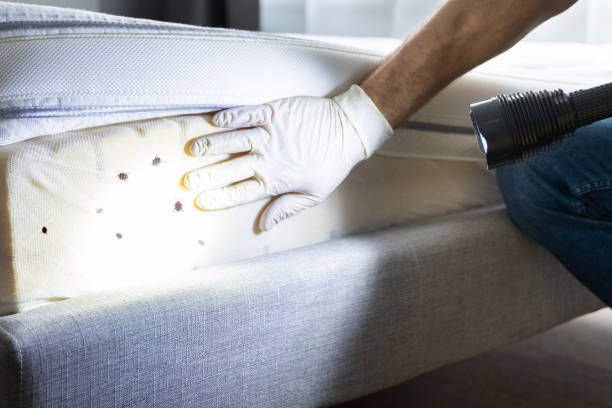 Best Mosquito Control Services  in Bruceton, TN