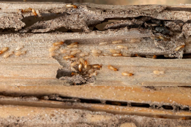 Best Best Pest Control Companies  in Bruceton, TN