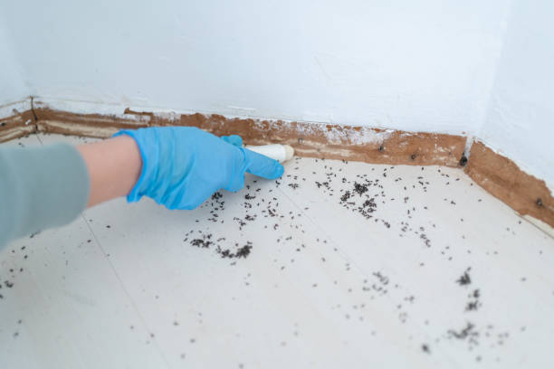 Best Local Pest Control Services  in Bruceton, TN